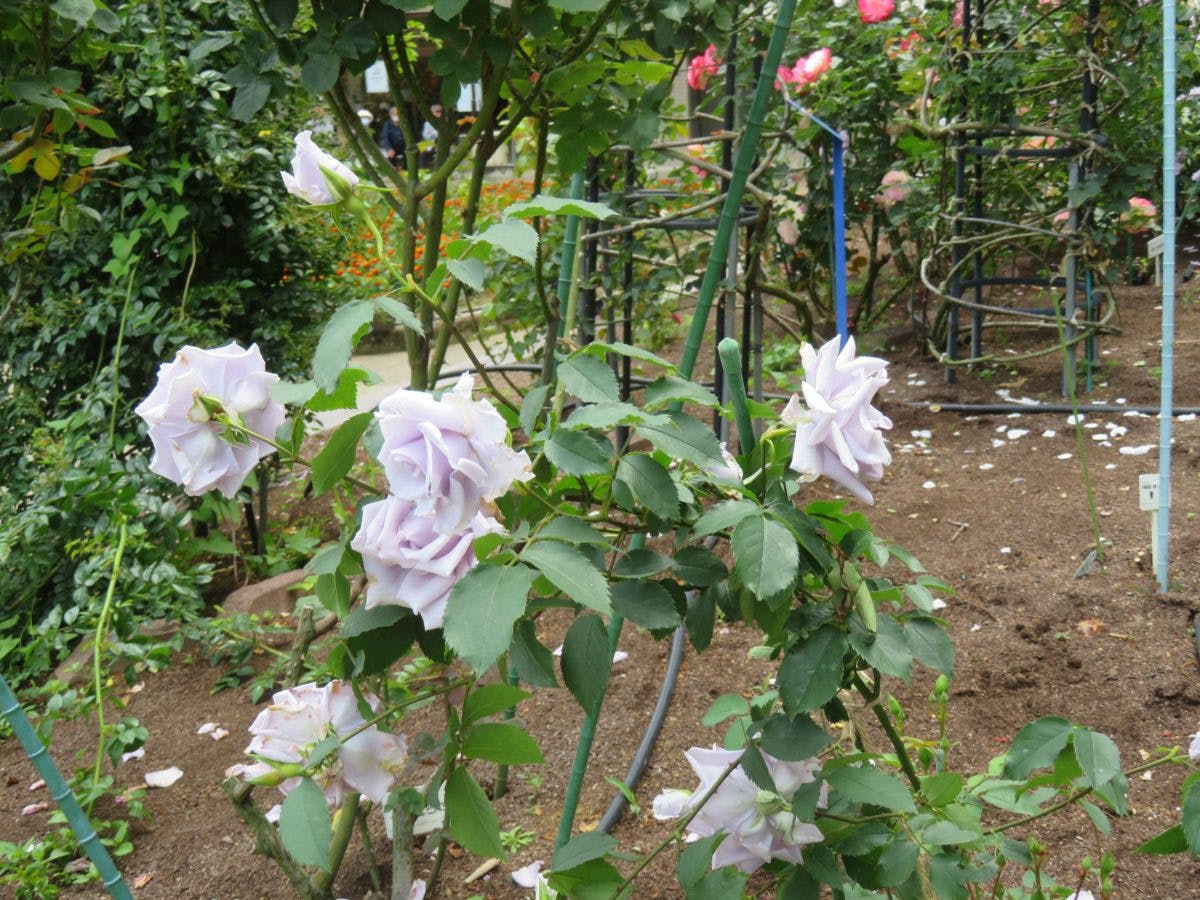 とちぎ花センター ローズフェスタが開催中 450種類のバラを楽しもう オマツリジャパン あなたと祭りをつなげるメディア