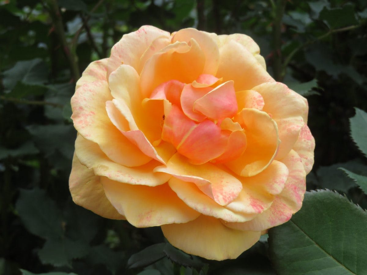 とちぎ花センター ローズフェスタが開催中 450種類のバラを楽しもう オマツリジャパン あなたと祭りをつなげるメディア とちぎ花センター ローズフェスタが開催中 450種類のバラを楽しもう オマツリジャパン あなたと祭りをつなげるメディア