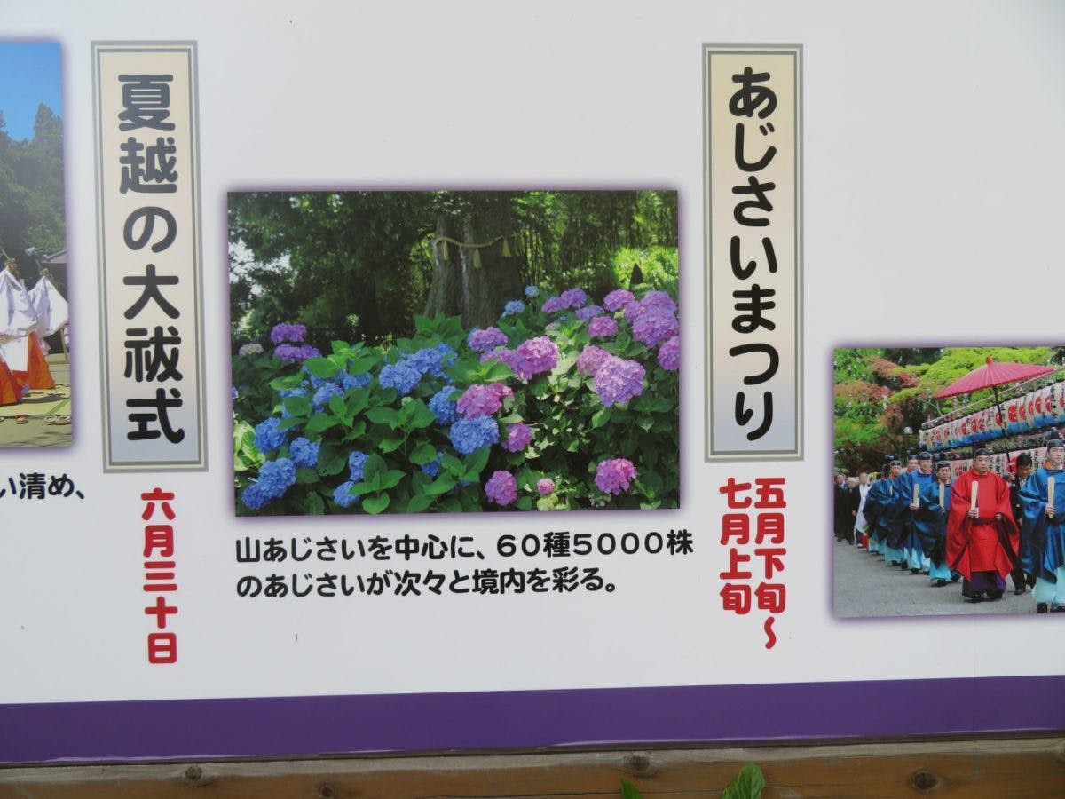 水戸のあじさいまつり 水戸八幡宮の杉木立を帯のように彩る山あじさい オマツリジャパン あなたと祭りをつなげるメディア 水戸のあじさいまつり 水戸八幡宮の杉木立を帯のように彩る山あじさい オマツリジャパン あなたと祭りをつなげるメディア