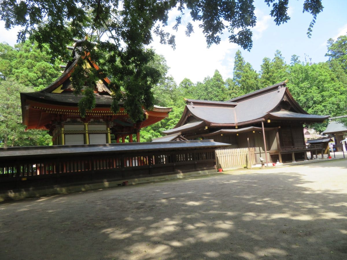 水戸のあじさいまつり 水戸八幡宮の杉木立を帯のように彩る山あじさい オマツリジャパン あなたと祭りをつなげるメディア