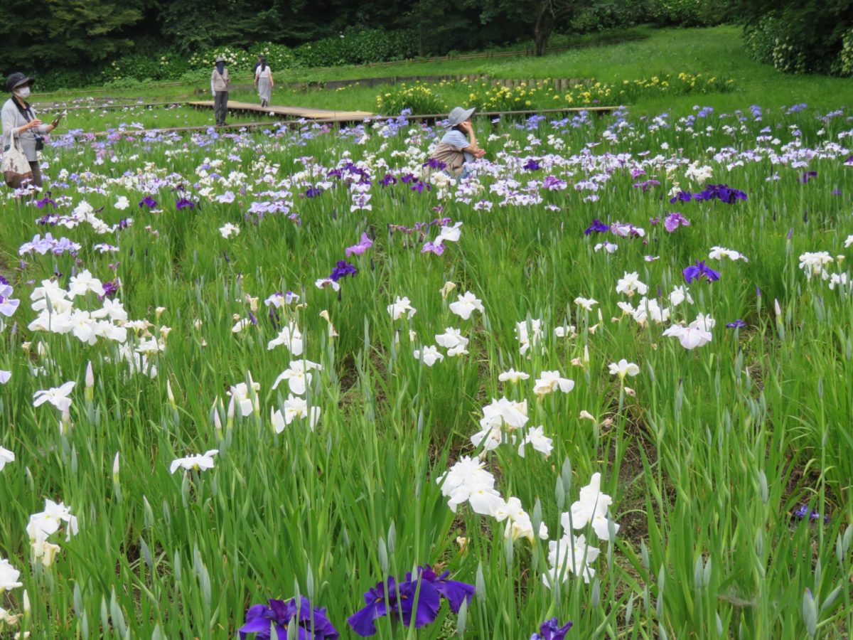 【佐倉城下町菖蒲まつり】日本の100名城で多種の花菖蒲を系統ごとに観察