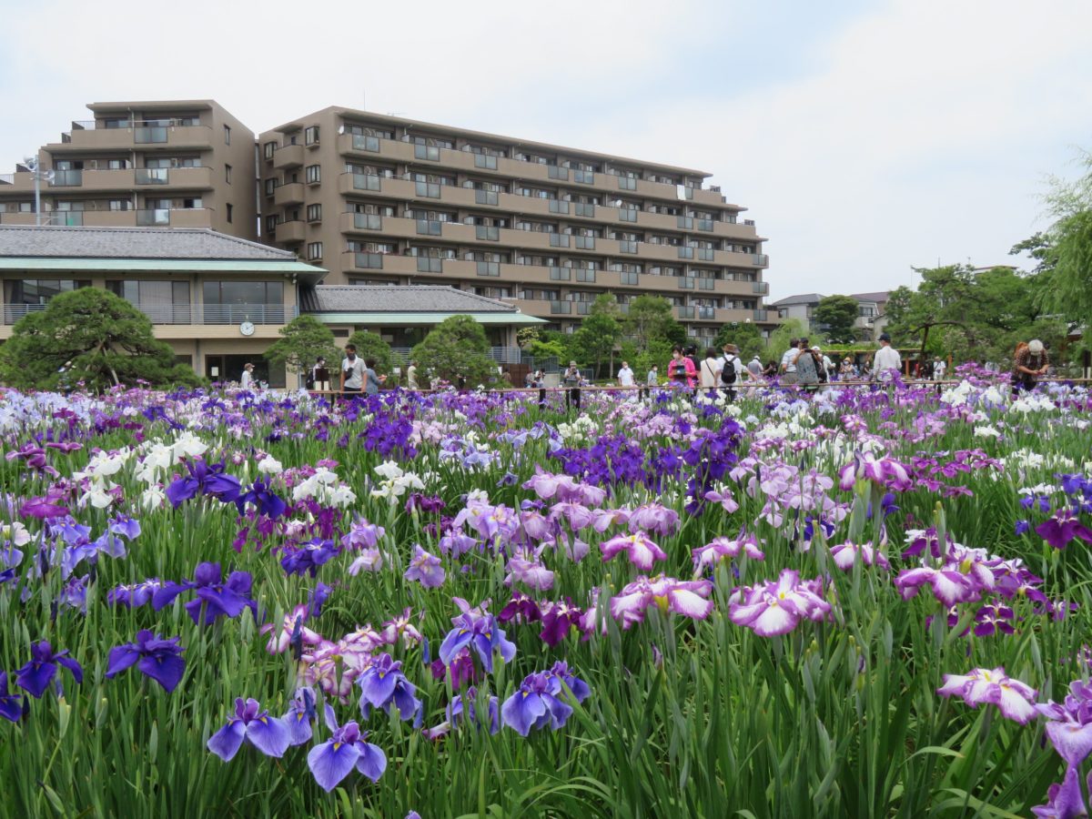 【葛飾菖蒲まつり】江戸の歴史を感じる堀切菖蒲園の菖翁花｜株式会社オマツリジャパン