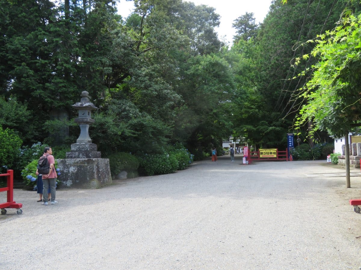 水戸のあじさいまつり 水戸八幡宮の杉木立を帯のように彩る山あじさい オマツリジャパン あなたと祭りをつなげるメディア