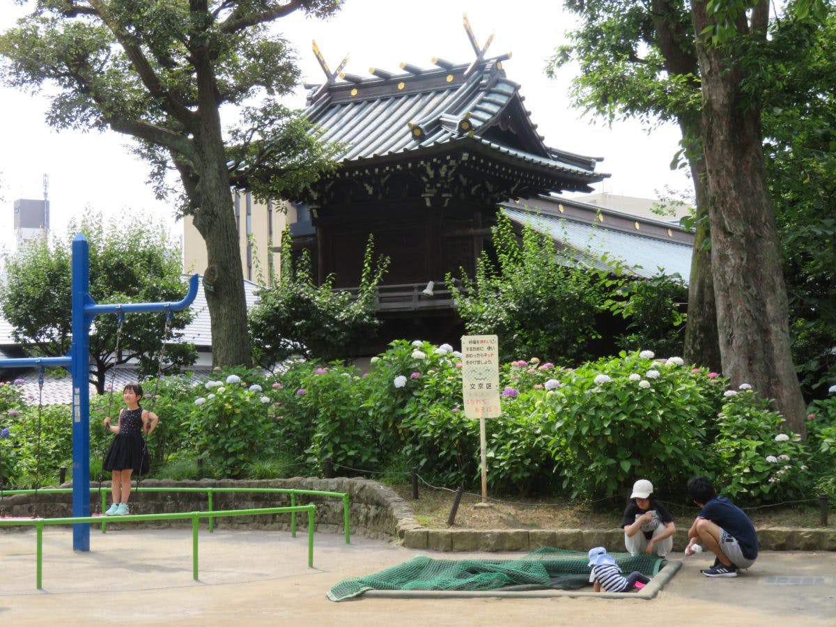 文京あじさいまつりの魅力とは 歴史ある白山神社でどのように楽しめる オマツリジャパン あなたと祭りをつなげるメディア