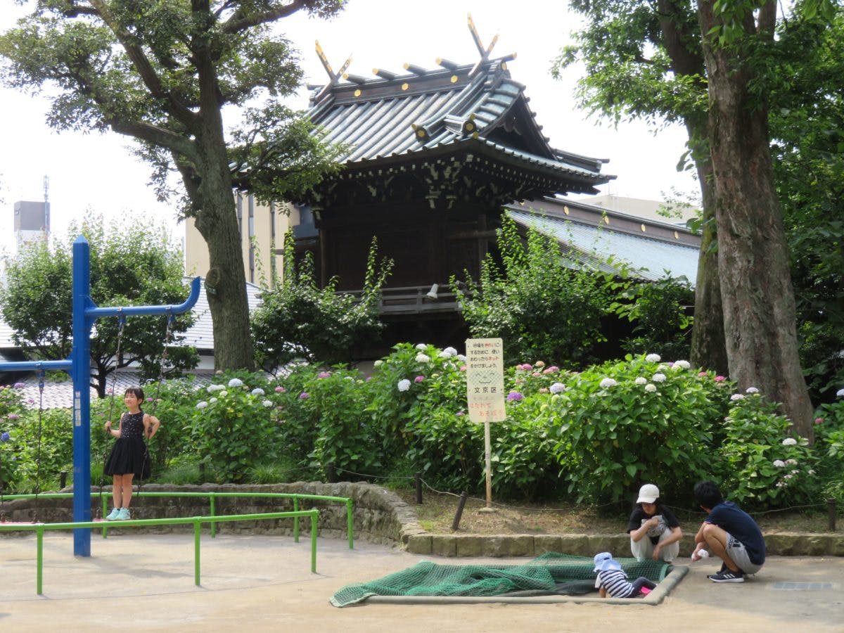 文京あじさいまつりの魅力とは 歴史ある白山神社でどのように楽しめる オマツリジャパン あなたと祭りをつなげるメディア 文京あじさいまつりの魅力とは 歴史ある白山神社でどのように楽しめる オマツリジャパン あなたと祭りをつなげるメディア