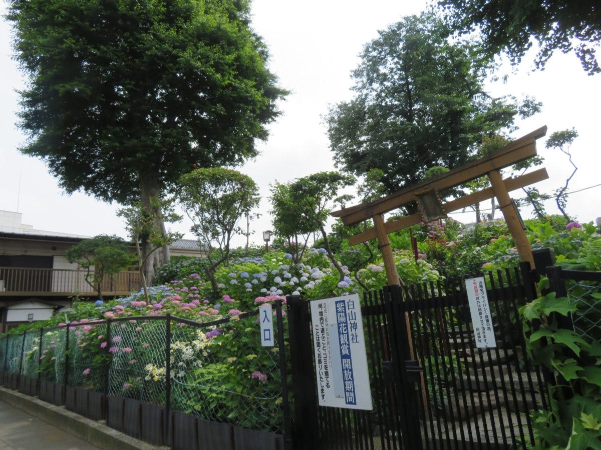 文京あじさいまつりの魅力とは?歴史ある白山神社でどのように楽しめる?