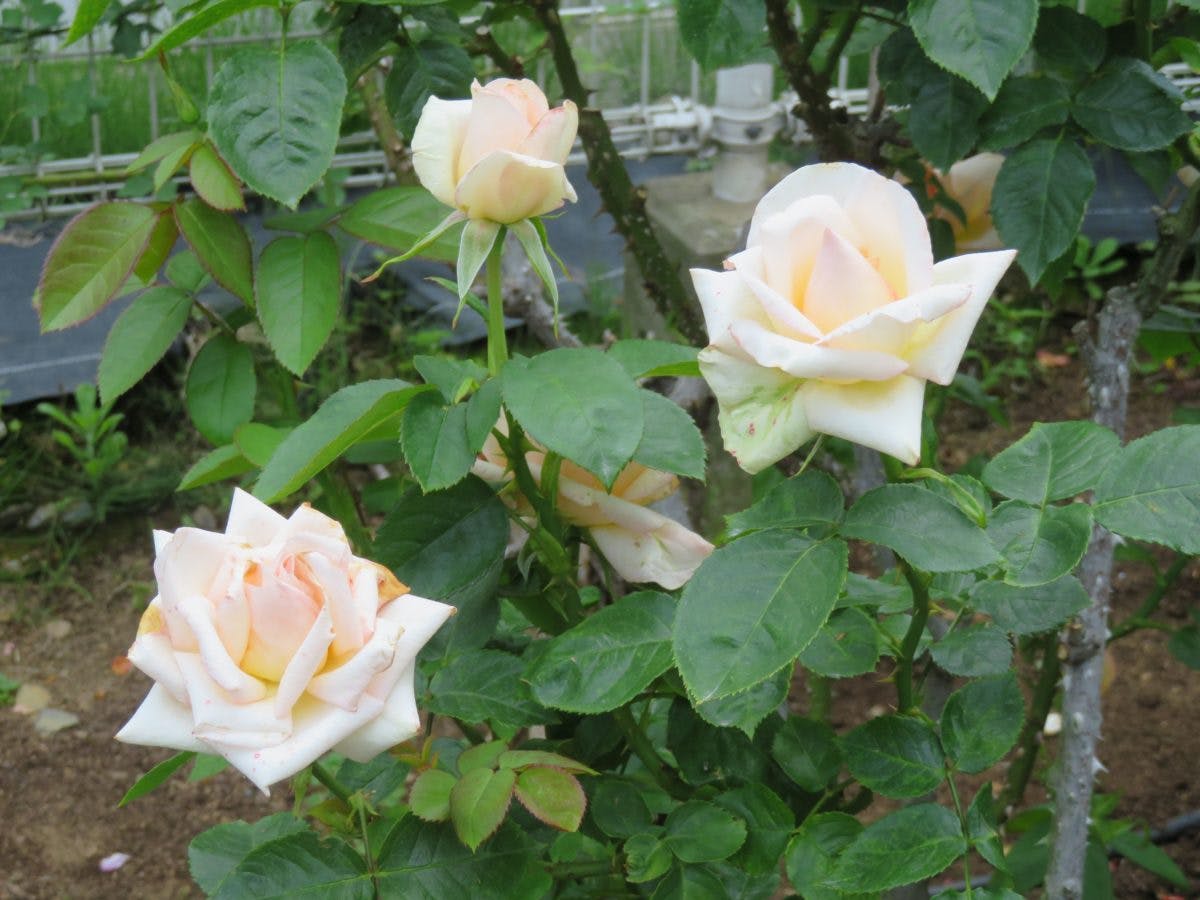 東武トレジャーガーデン ローズガーデン祭り 様々な花々がバラにコラボ オマツリジャパン あなたと祭りをつなげるメディア