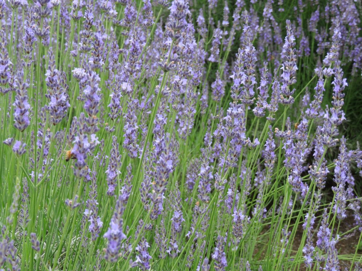 みかもハーブフェスタ 栃木のラベンダーの花園を満たすアロマの香り オマツリジャパン あなたと祭りをつなげるメディア