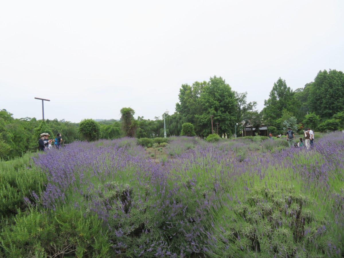 みかもハーブフェスタ 栃木のラベンダーの花園を満たすアロマの香り オマツリジャパン 毎日 祭日