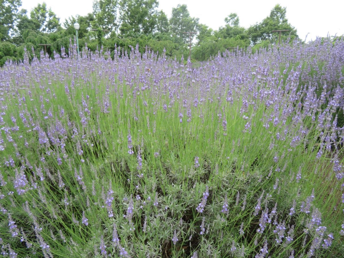 みかもハーブフェスタ 栃木のラベンダーの花園を満たすアロマの香り オマツリジャパン 毎日 祭日