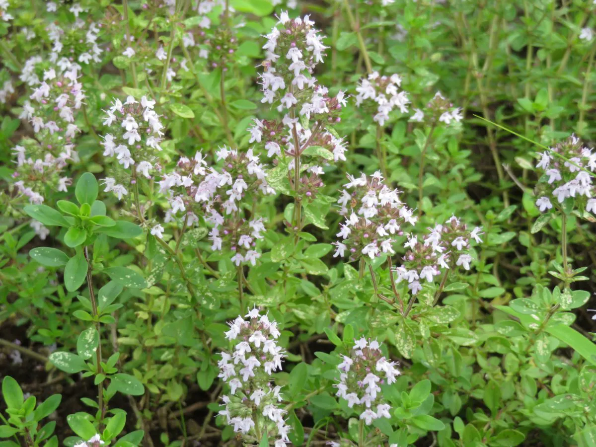 みかもハーブフェスタ 栃木のラベンダーの花園を満たすアロマの香り オマツリジャパン あなたと祭りをつなげるメディア みかもハーブフェスタ 栃木のラベンダーの花園を満たすアロマの香り オマツリジャパン あなたと祭りをつなげるメディア