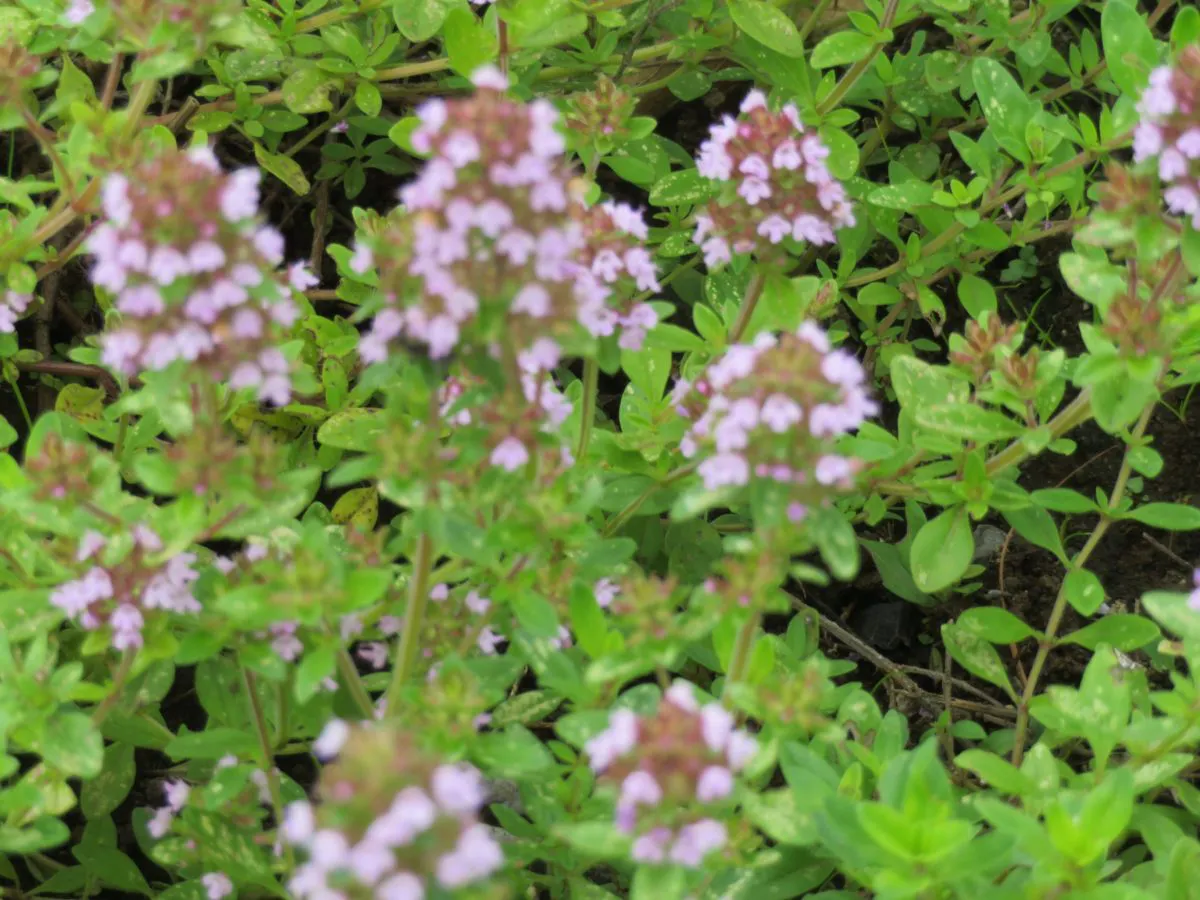 みかもハーブフェスタ 栃木のラベンダーの花園を満たすアロマの香り オマツリジャパン あなたと祭りをつなげるメディア みかもハーブフェスタ 栃木のラベンダーの花園を満たすアロマの香り オマツリジャパン あなたと祭りをつなげるメディア
