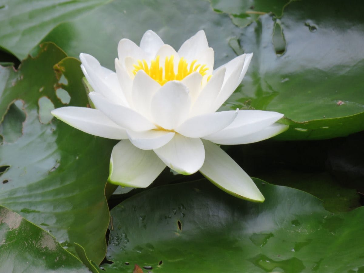 吾妻公園花菖蒲まつり 初夏の装いをまとう絹織物の街 桐生の植物公園 オマツリジャパン あなたと祭りをつなげるメディア 吾妻公園花菖蒲まつり 初夏の装いをまとう絹織物の街 桐生の植物公園 オマツリジャパン あなたと祭りをつなげるメディア