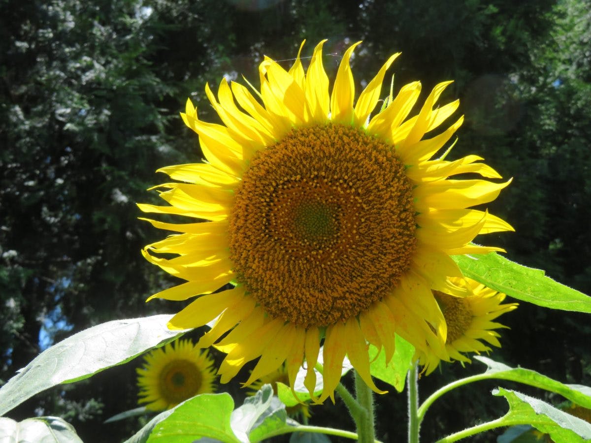 ひまわりフェス 見渡す限り大輪の花が広がる成田ゆめ牧場に溢れる魅力 オマツリジャパン あなたと祭りをつなげるメディア ひまわりフェス 見渡す限り大輪の花が広がる成田ゆめ牧場に溢れる魅力 オマツリジャパン あなたと祭りをつなげるメディア