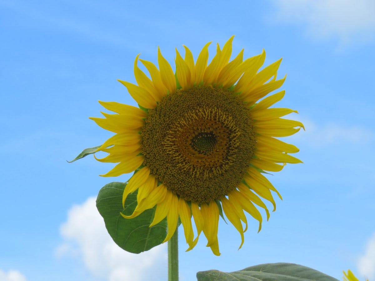 野木町ひまわりフェスティバル 真夏のエネルギーを発散する大輪の花 オマツリジャパン 毎日 祭日 野木町ひまわりフェスティバル 真夏のエネルギーを発散する大輪の花 オマツリジャパン 毎日 祭日
