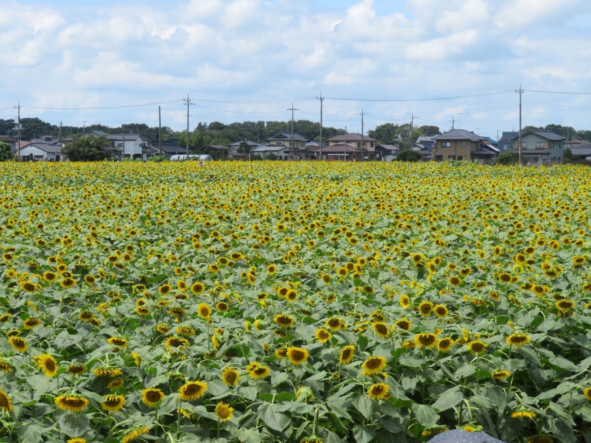 野木町ひまわりフェスティバル 真夏のエネルギーを発散する大輪の花 オマツリジャパン 毎日 祭日