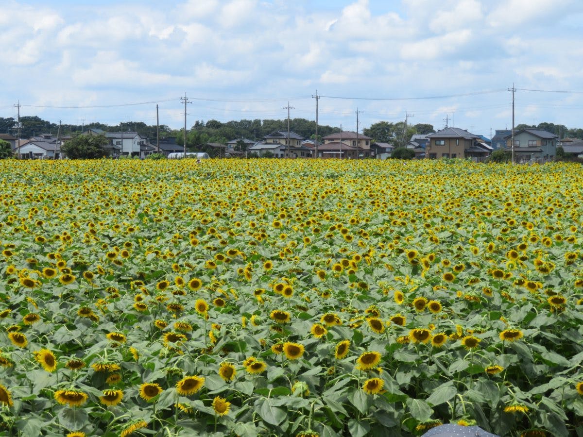 野木町ひまわりフェスティバル 真夏のエネルギーを発散する大輪の花 オマツリジャパン 毎日 祭日 野木町ひまわりフェスティバル 真夏のエネルギーを発散する大輪の花 オマツリジャパン 毎日 祭日