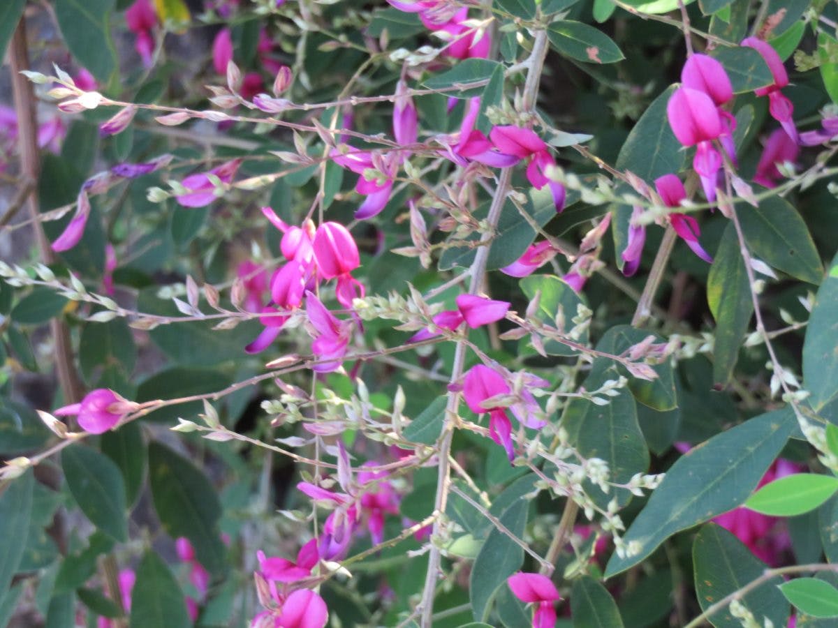 寺岡山元三大師 萩まつり おみくじの創始者を祀る寺院を彩る萩の花 オマツリジャパン あなたと祭りをつなげるメディア