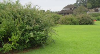 21年開催中止 第54回水戸の萩まつり 開催日時 場所 祭り行く方法や見どころを紹介 オマツリジャパン あなたと祭りをつなげるメディア