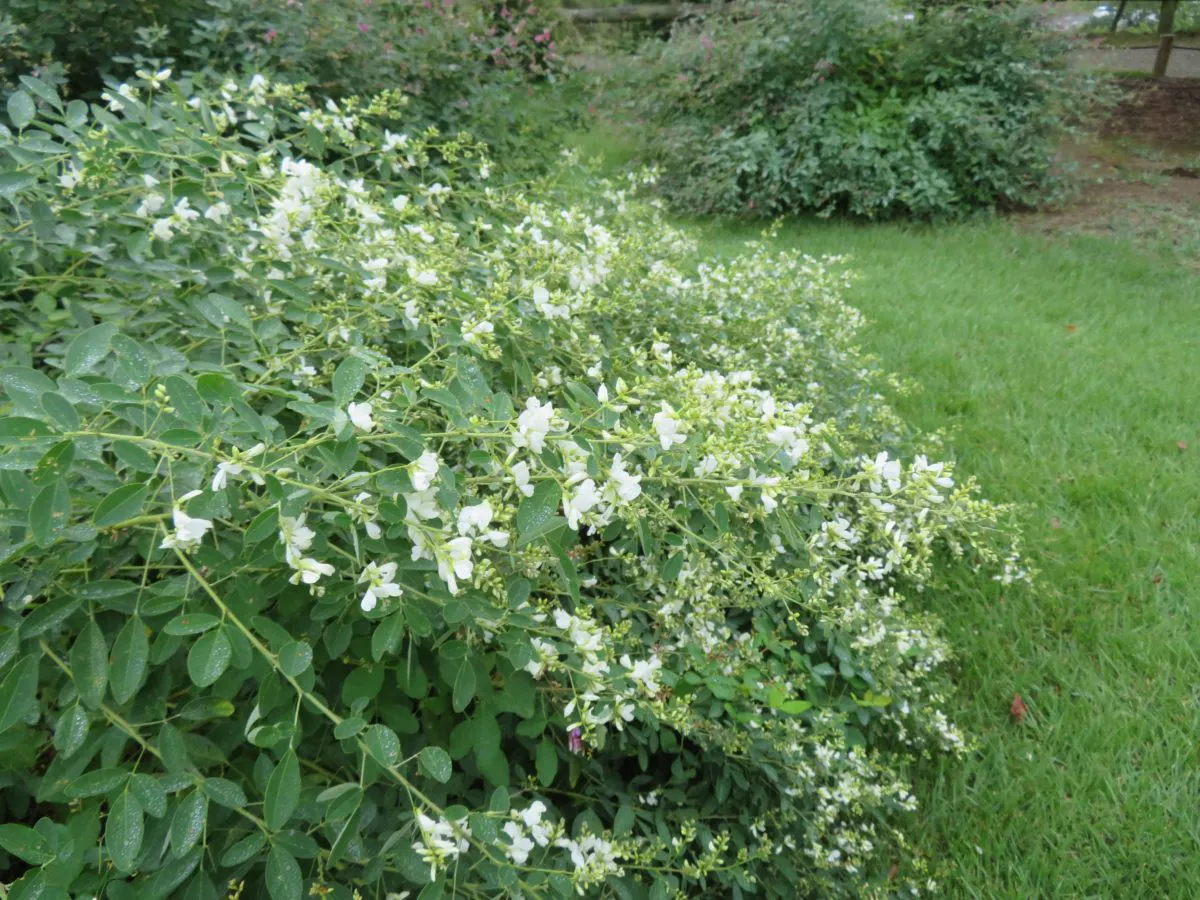 水戸の萩まつり 梅の名所で知られる偕楽園の初秋の彩り オマツリジャパン あなたと祭りをつなげるメディア