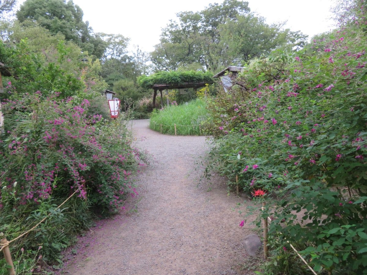 向島百花園 萩まつり アーチの中が秋の気配で満たされる萩のトンネル オマツリジャパン あなたと祭りをつなげるメディア