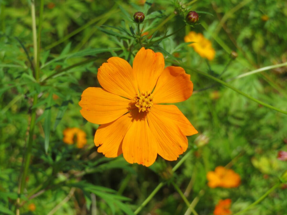 小金井公園コスモスまつり 秋の彩りで包まれる玉川上水沿いの公園 オマツリジャパン あなたと祭りをつなげるメディア 小金井公園コスモスまつり 秋の彩りで包まれる玉川上水沿いの公園 オマツリジャパン あなたと祭りをつなげるメディア