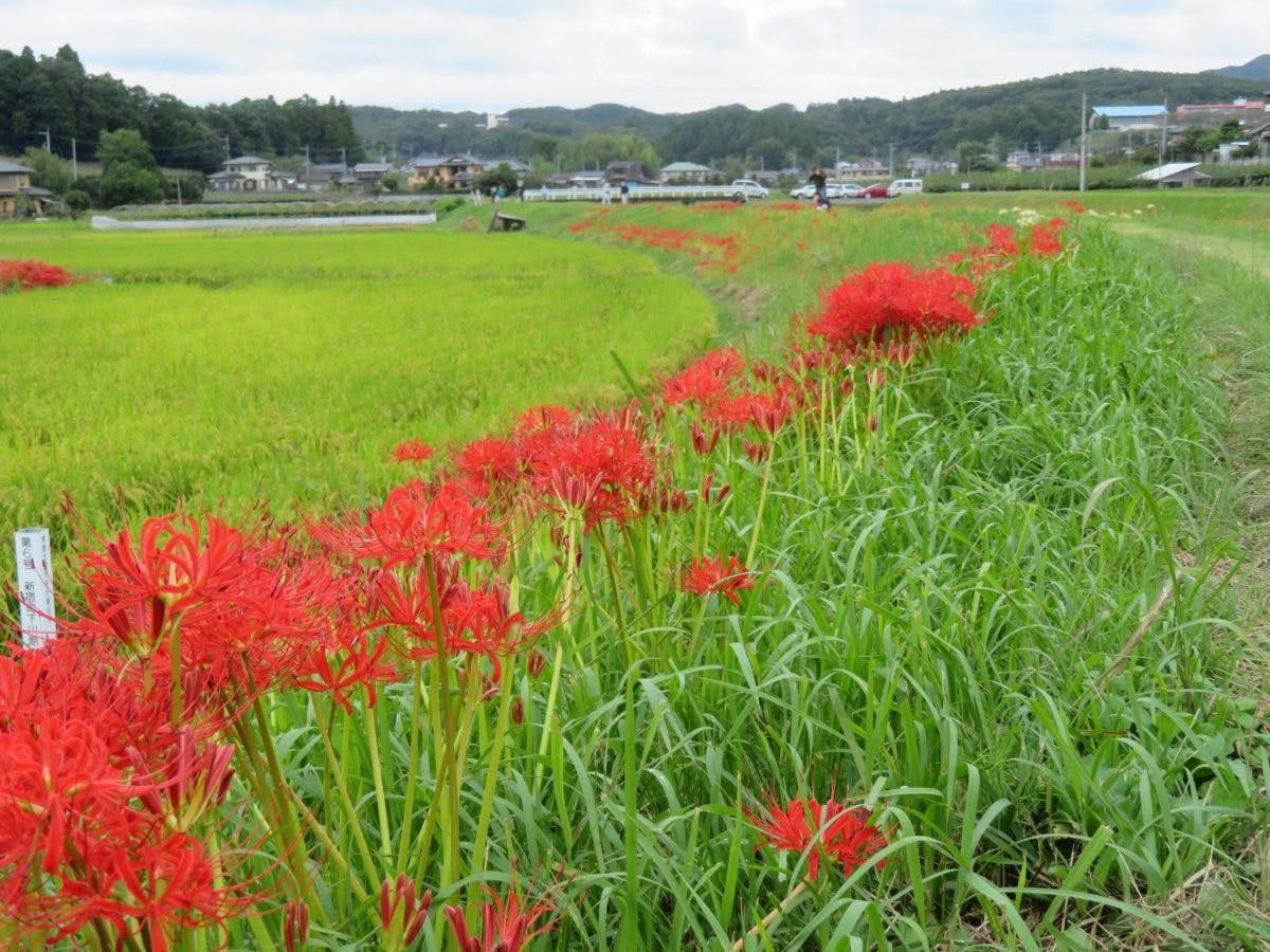 源氏川彼岸花観賞会 桃源橋の北の川沿いで成長過程を観察できる彼岸花 オマツリジャパン あなたと祭りをつなげるメディア