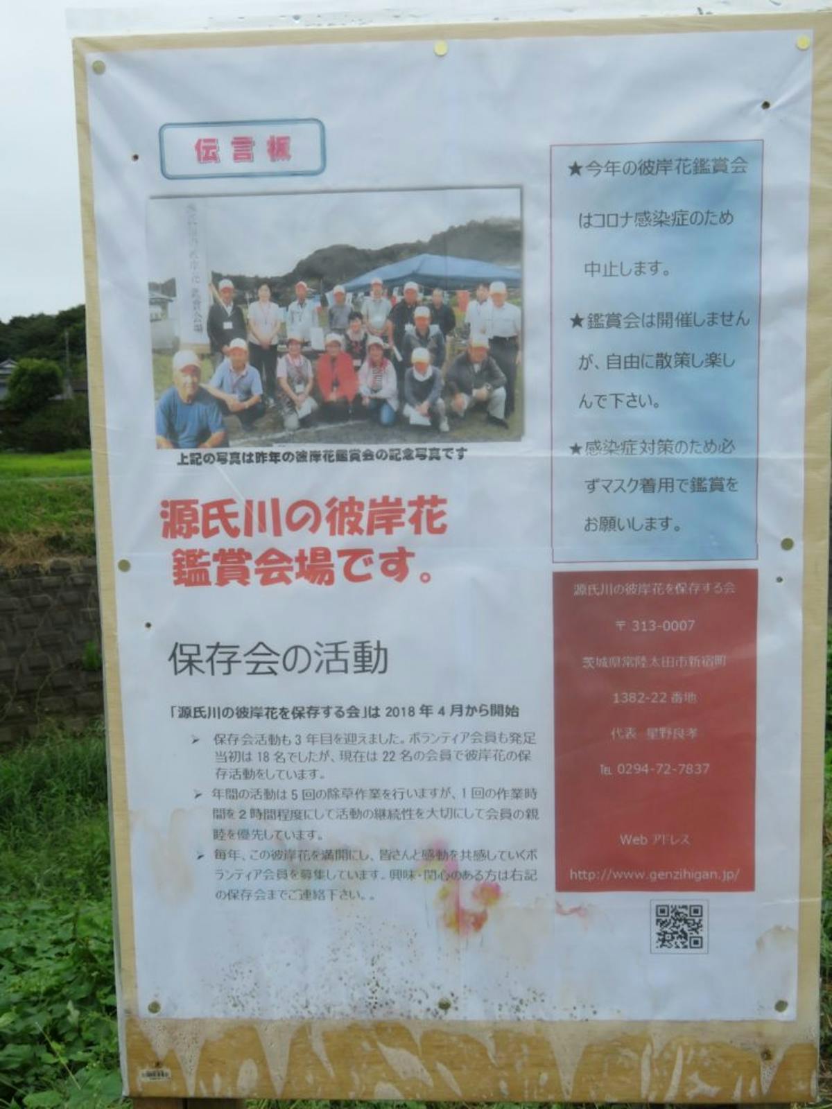 源氏川彼岸花観賞会 桃源橋の北の川沿いで成長過程を観察できる彼岸花 オマツリジャパン あなたと祭りをつなげるメディア