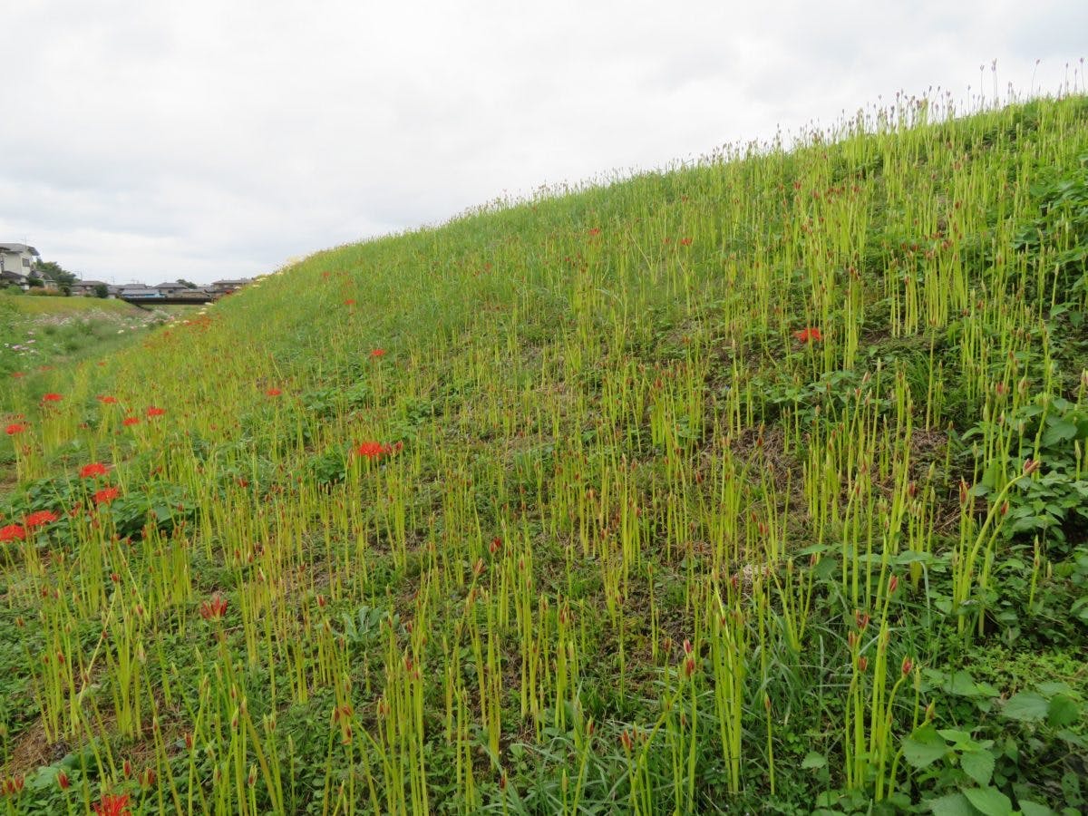 源氏川彼岸花観賞会 桃源橋の北の川沿いで成長過程を観察できる彼岸花 オマツリジャパン あなたと祭りをつなげるメディア 源氏川彼岸花観賞会 桃源橋の北の川沿いで成長過程を観察できる彼岸花 オマツリジャパン あなたと祭りをつなげるメディア