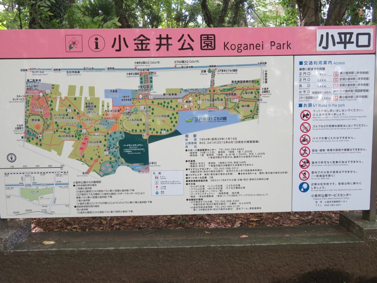 小金井公園コスモスまつり 秋の彩りで包まれる玉川上水沿いの公園 オマツリジャパン あなたと祭りをつなげるメディア