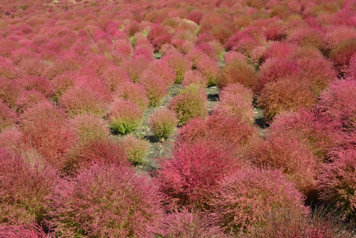 きてみてさわってコキアカーニバル みはらしの丘を埋め尽くす球状の紅葉 オマツリジャパン あなたと祭りをつなげるメディア きてみてさわってコキアカーニバル みはらしの丘を埋め尽くす球状の紅葉 オマツリジャパン あなたと祭りをつなげるメディア