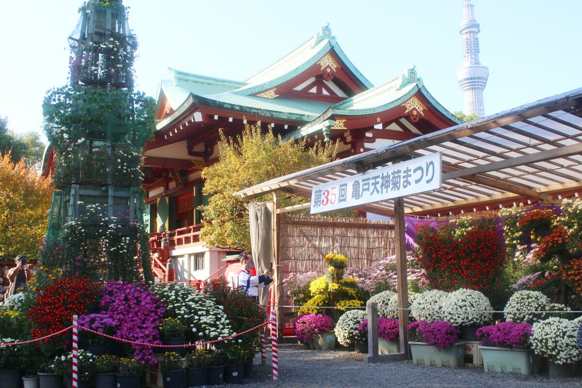 亀戸天神菊まつりで秋を感じよう 晴天の下 色鮮やかな菊が見られるお祭り オマツリジャパン 毎日 祭日 亀戸天神菊まつりで秋を感じよう 晴天の下 色鮮やかな菊が見られるお祭り オマツリジャパン 毎日 祭日