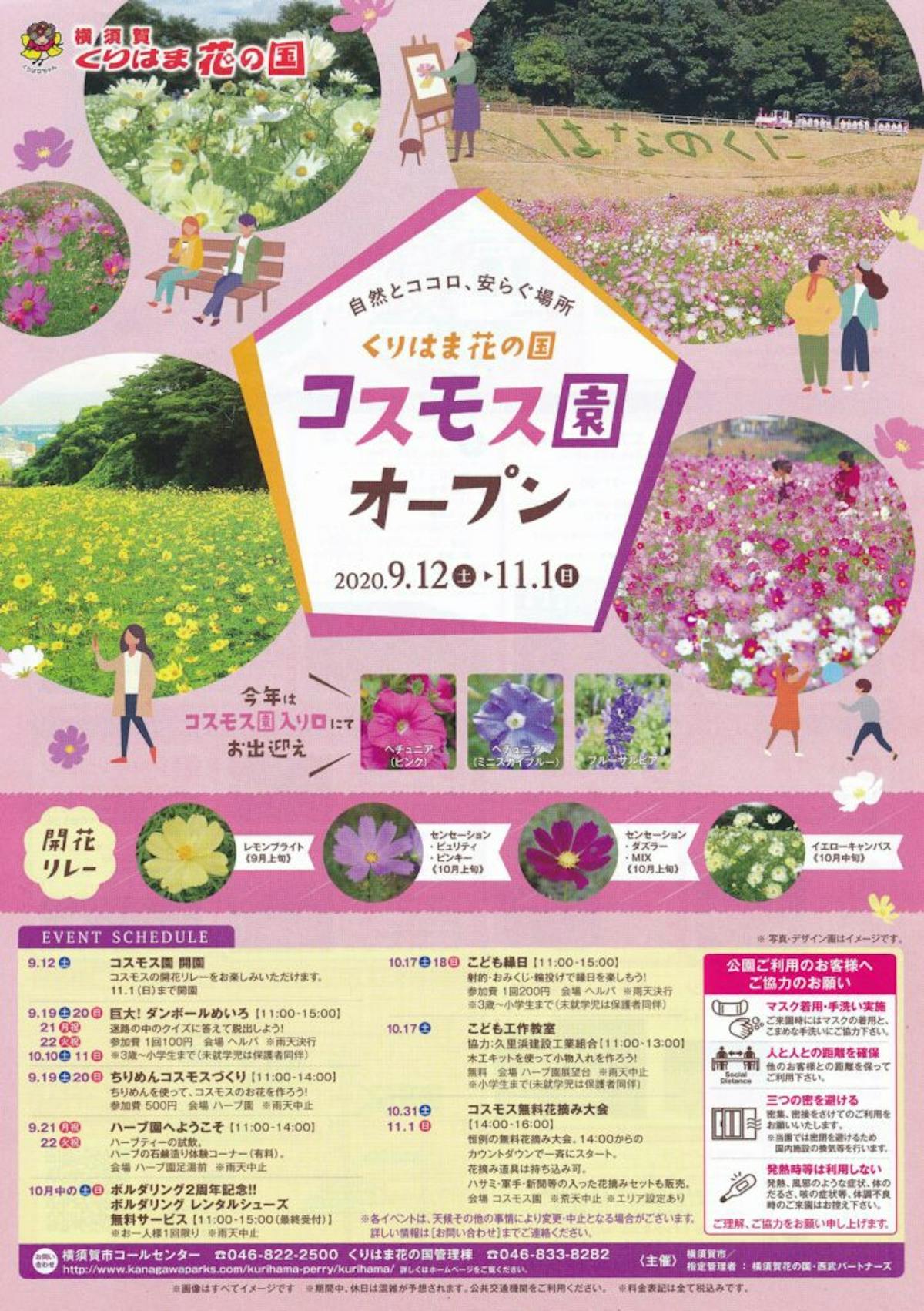くりはま花の国コスモスまつり 数種類の品種で長期間楽しめる秋の彩り オマツリジャパン あなたと祭りをつなげるメディア くりはま花の国コスモスまつり 数種類の品種で長期間楽しめる秋の彩り オマツリジャパン あなたと祭りをつなげるメディア