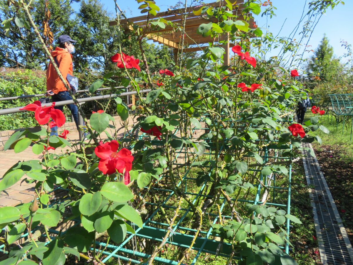【ローズフェスティバル】数え切れない品種のバラが鑑賞できる花菜ガーデン