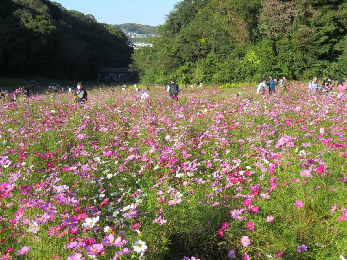 くりはま花の国コスモスまつり 数種類の品種で長期間楽しめる秋の彩り オマツリジャパン 毎日 祭日