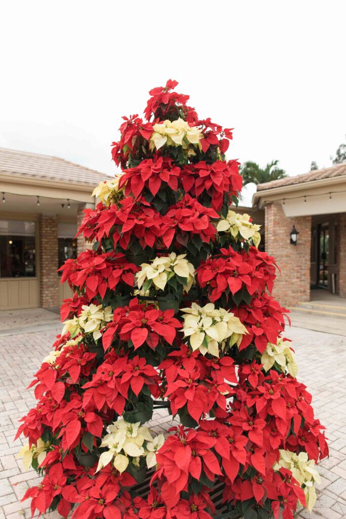 ポインセチアツリー