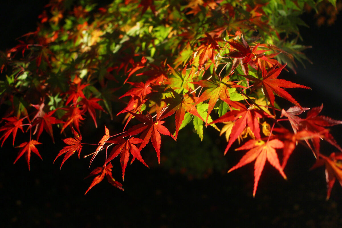 梅小路公園紅葉まつりで京都の秋を堪能！夕方からのライトアップが見どころ