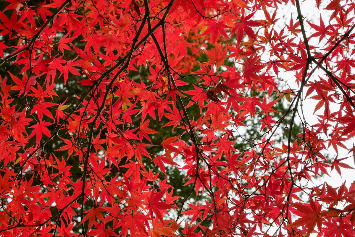 紅く染まる盛美園の紅葉