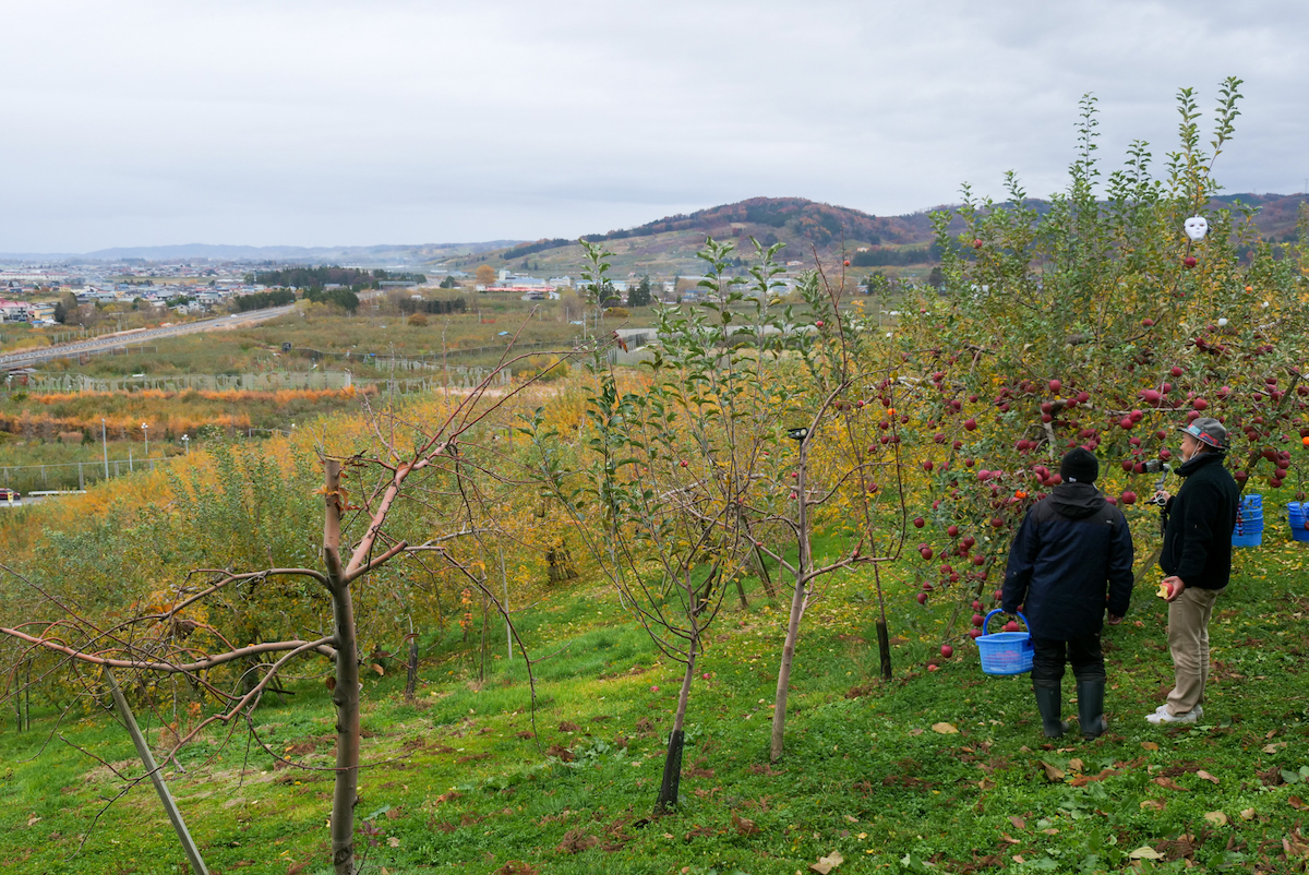 急勾配のりんご園はたどり着くまででひと苦労も、オンラインなら影響なし