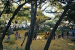 【紅葉の古建築公開】港町横浜で歴史と伝統を漂わせる三溪園を包む秋の彩り
