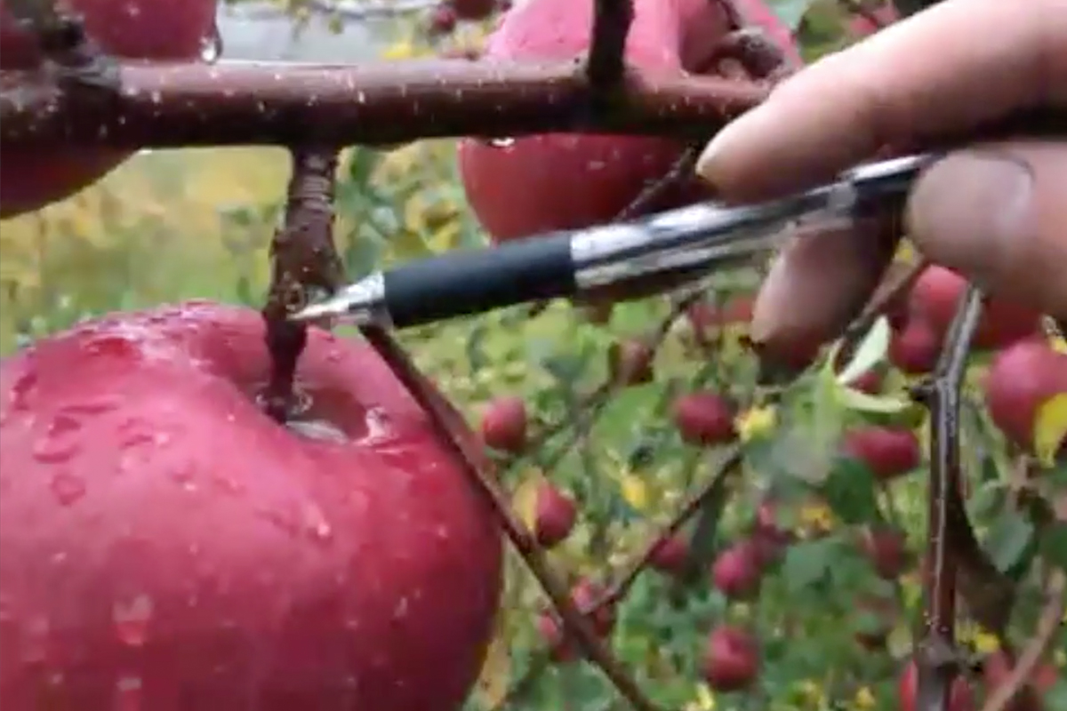 美味しいりんごの見分け方を今井さんがレクチャー（配信映像より）