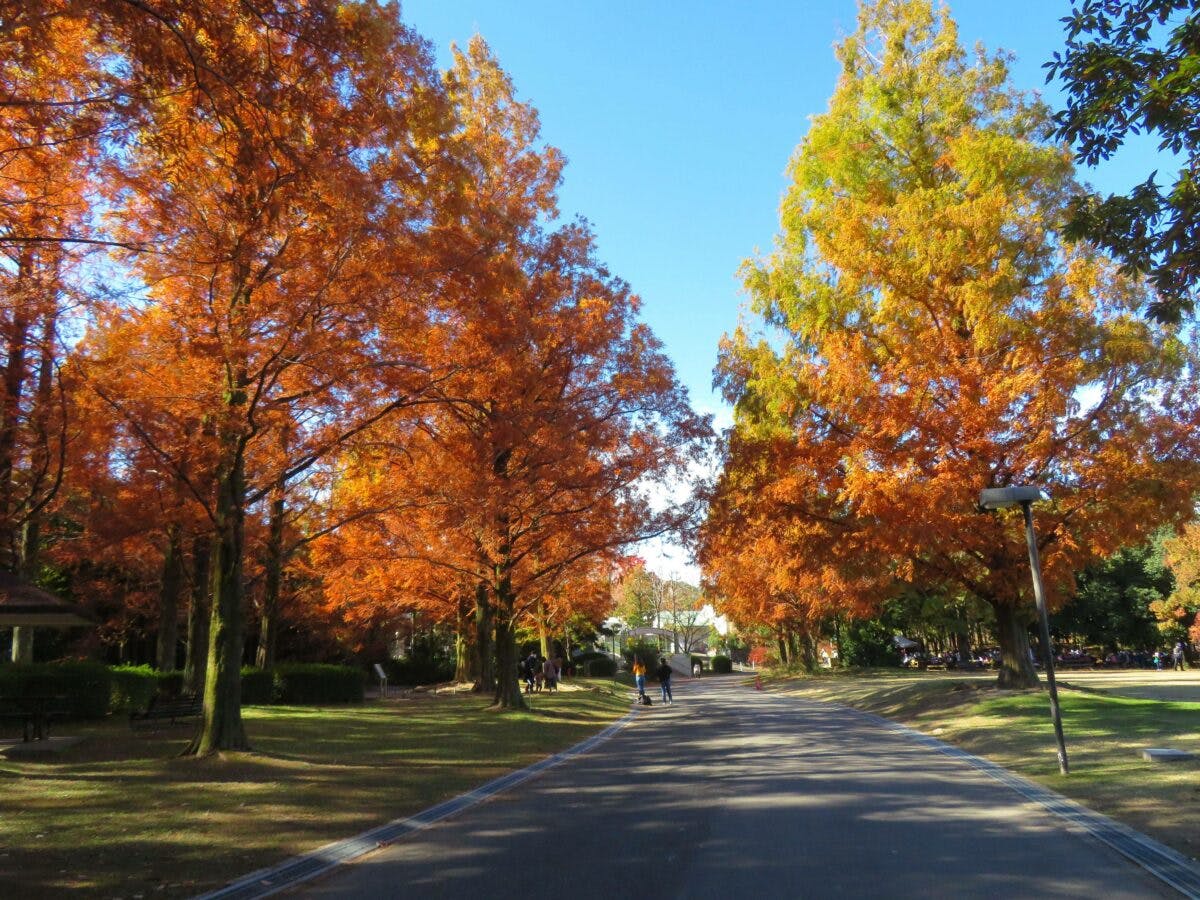 万博記念公園紅葉まつり】ソラードを空中散歩しながら楽しむ万葉の里の秋|オマツリジャパン|あなたと祭りをつなげるメディア