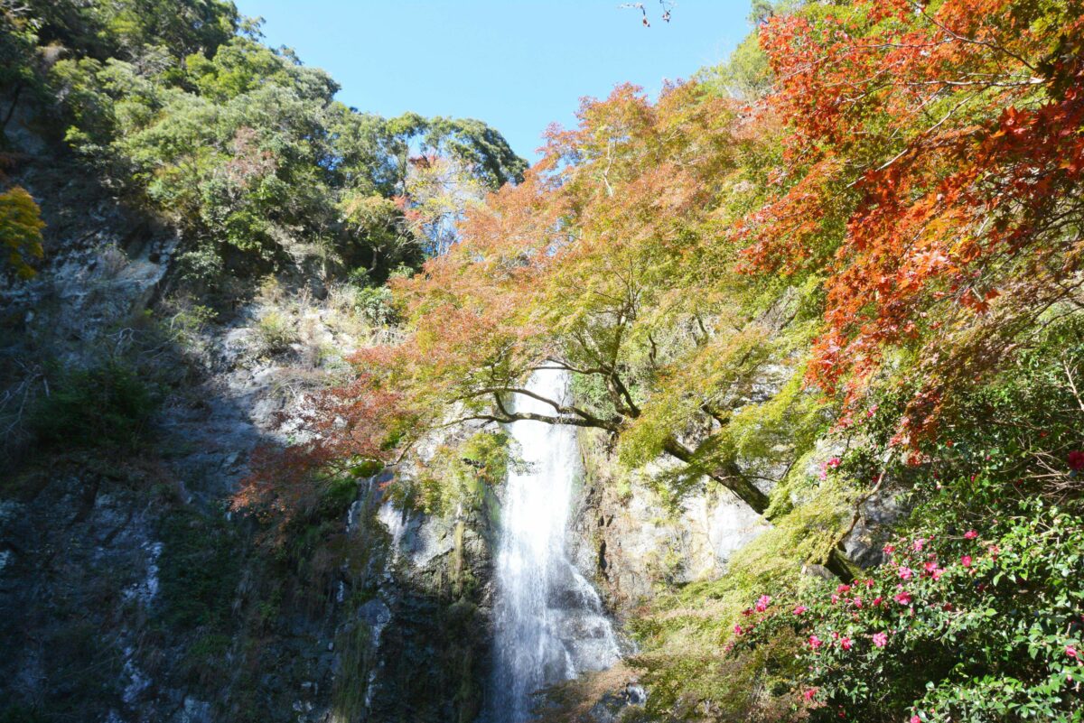 【箕面公園もみじまつり】ダイナミックな大滝に向かい秋の滝道をハイキング