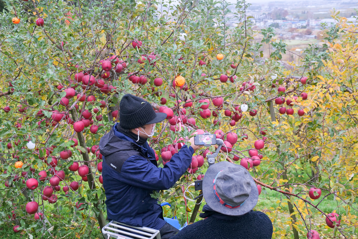 脚立に登っての収穫をレクチャー