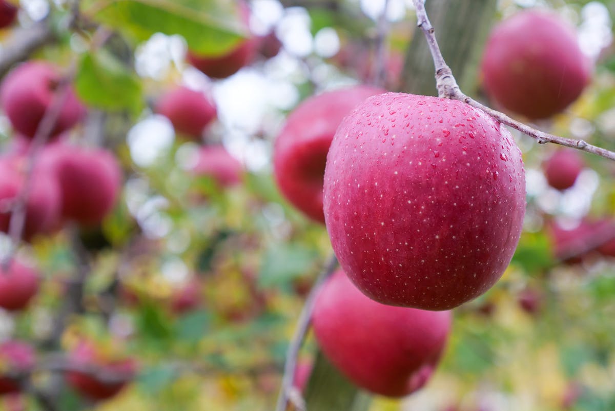 収穫量も品質も兼ね揃えた平川産りんご