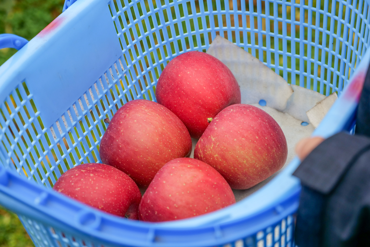 綺麗で美味しそうなりんごをリモート収穫