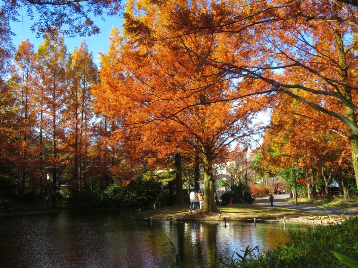 万博記念公園紅葉まつり】ソラードを空中散歩しながら楽しむ万葉の里の秋|オマツリジャパン|あなたと祭りをつなげるメディア