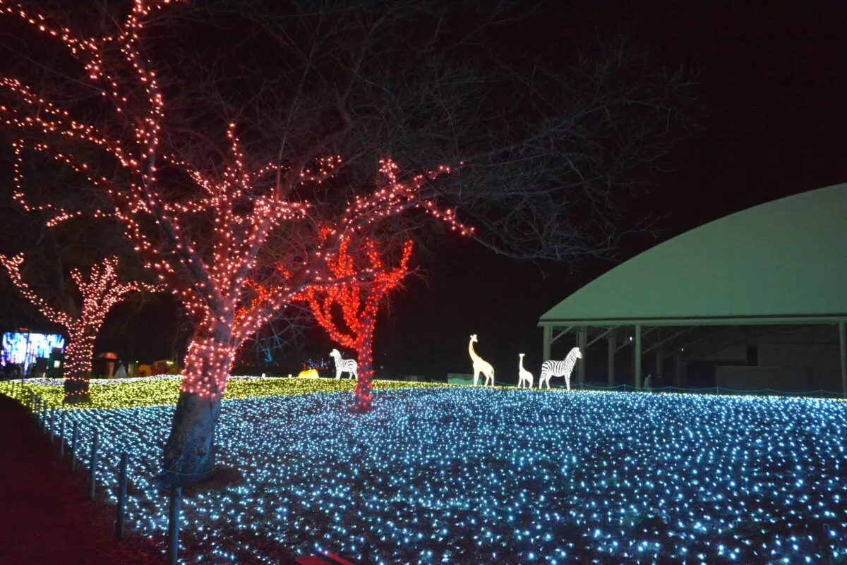 東武動物公園ウインターイルミネーション 鮮やかに光輝く動物園や遊園地 オマツリジャパン あなたと祭りをつなげるメディア 東武動物公園ウインターイルミネーション 鮮やかに光輝く動物園や遊園地 オマツリジャパン あなたと祭りをつなげるメディア
