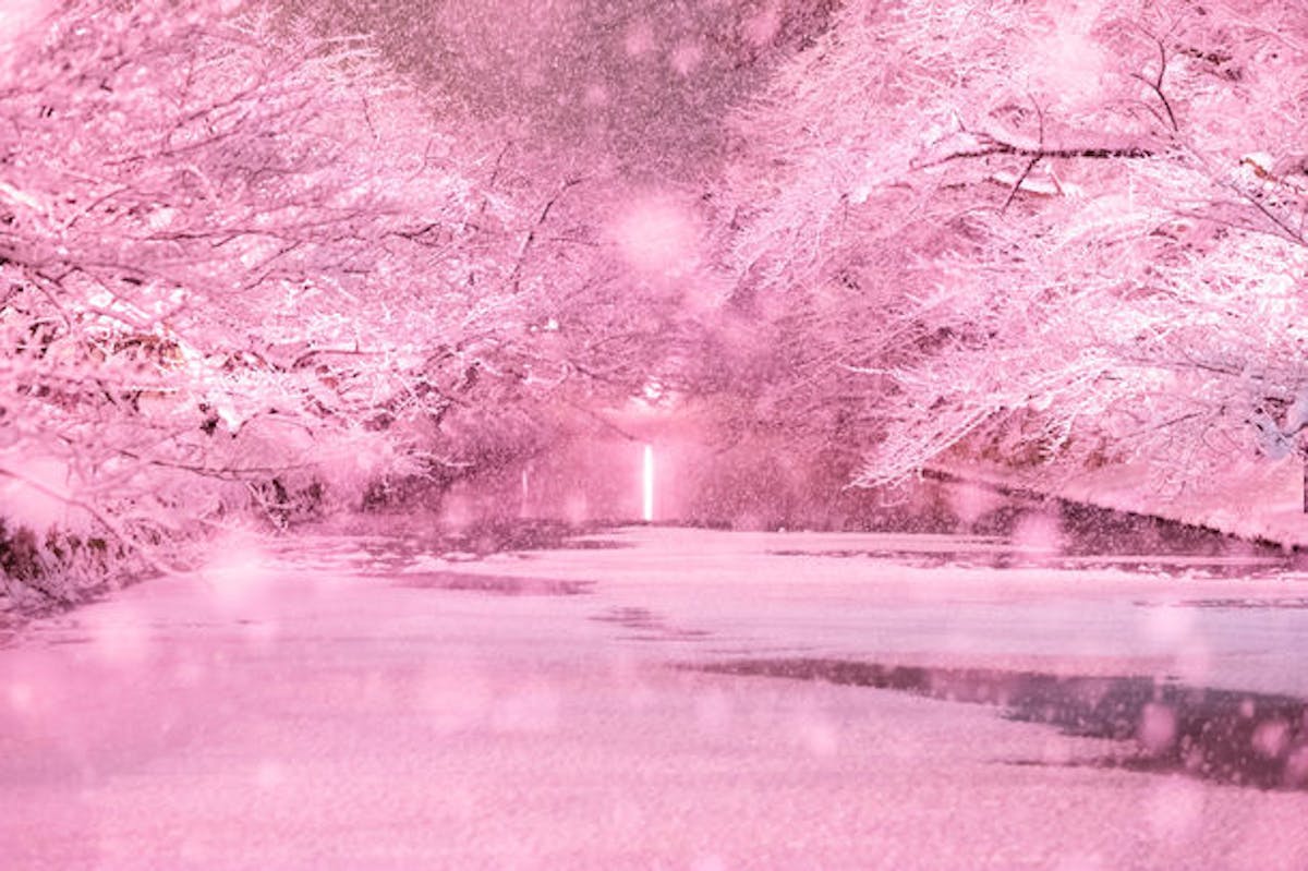 弘前公園“冬に咲くさくら”