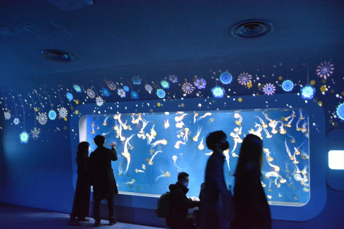 【ジュエリウム】ファンタジックに彩りを変える新江ノ島水族館のクラゲ